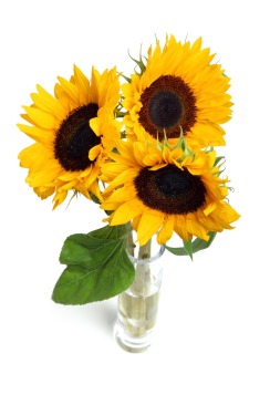 Just Friends sunflowers